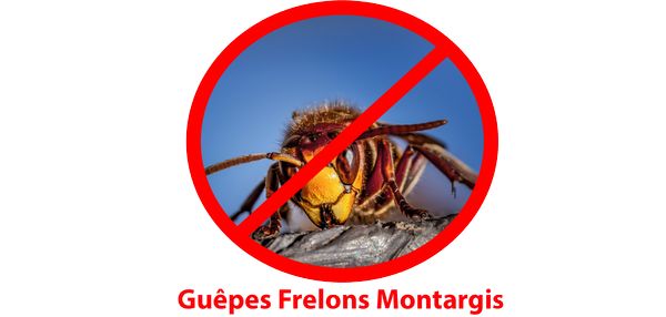 Guêpes Frelons Montargis